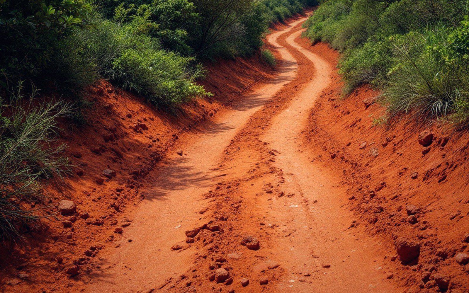 A red ultramafic road cut with scrub holding on to it