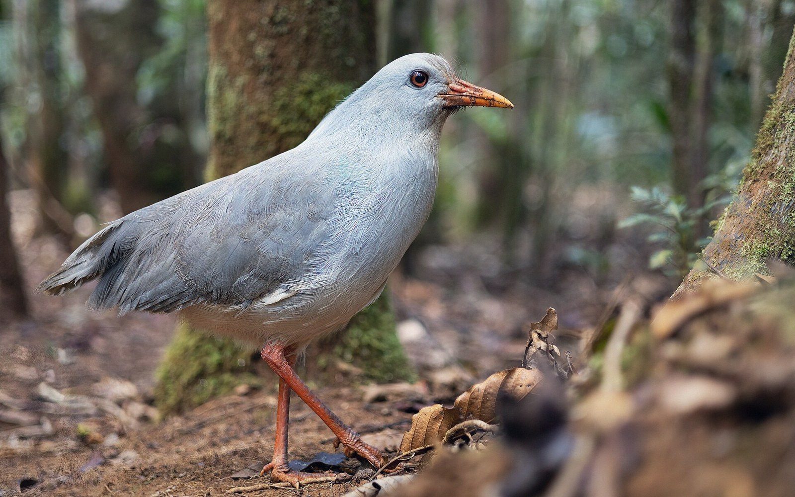A grey kagu with orange legs and bill walks across a forest floor